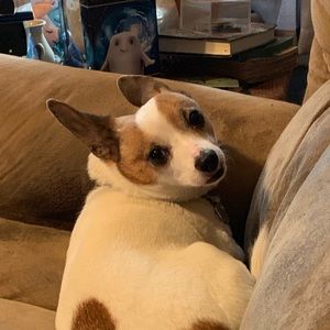 Meet your Posher, Francis